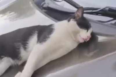 Purrrfectly Hilarious: Double Trouble as Cat Goes Bananas for Cherries!