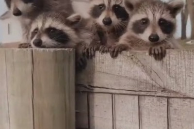 Raccoon Paparazzi Alert: A Star is Born, Posing Like a Pro!