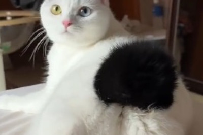 ROFL Alert: Unleash the Laughter with the Feisty Feline!