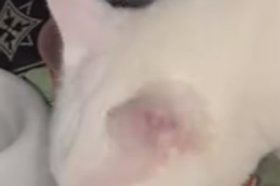 UnFURgettable: Meet the Unconventional Cat That Defies All Stereotypes!