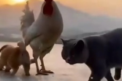Unlikely BFFs: Hilarious Hijinks Ensue Between a Small Dog and a Chicken!