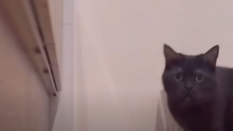 Unraveling the Secret Life of a Hilariously Adorable Cat - Prepare for Cuteness Overload!