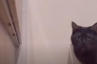 Unraveling the Secret Life of a Hilariously Adorable Cat - Prepare for Cuteness Overload!