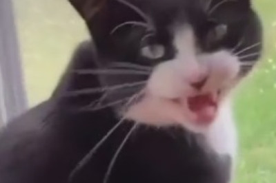 What Happens When Cats Go on a Quirky Adventure? Prepare for Belly Laughs in This Hilarious Video!
