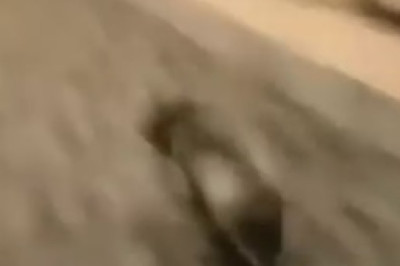 Zoom-Zoom! Watch This Hilarious Video of the Speediest Dog on the Block!