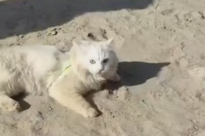 Adorable Cat Attempts an Epic Jump and Fails Spectacularly - Watch the Hilarious Hijinks!