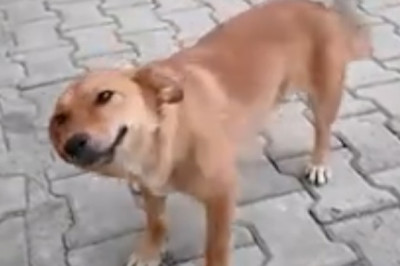 Bone Bandit: Hilarious Video of a Sneaky Dog Stealing from a Snoozing Companion!