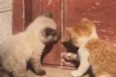Cat-alicious Comedy: Watch these Pretty Cats Mesmerize You with their Hilariously Adorable Antics!