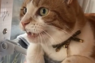 Cat-Powered Chaos: Watch Hilarious Kitty Take Over the Plow Engine!