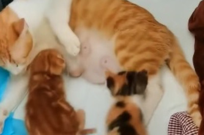 Cuteness Overload: Watch Unbelievably Adorable Kittens Emerge from a Forest Onto a Road!