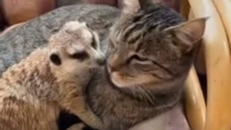 Epic Battle: Cat vs. Clothes - Who Will Come Out on Top?