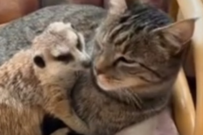 Epic Battle: Cat vs. Clothes - Who Will Come Out on Top?