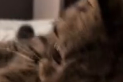 Feline Fabulosity Unleashed: Watch a Gorgeous Cat Steal the Spotlight with its Irresistible Charm!