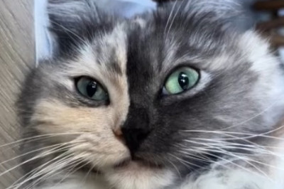 Fluff-tastic Feline: The Most Beautiful Cat You'll Ever See!
