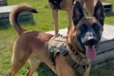 Heartwarming Surprise! Watch as Loyal Shepherd Turns into the Ultimate Kitten Helper!