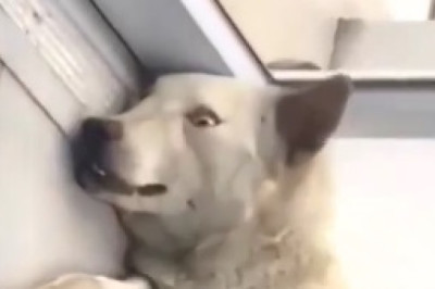 Hilarious Canine Grooves: Watch as this Dog Takes Dancing to a Whole New Level!