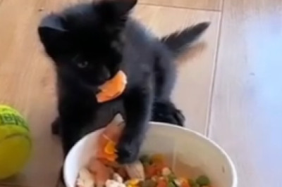 Hilarious Cat Alarm Clock: Watch as a Sneaky Feline Jumps Awake Straight to the Dining Table!