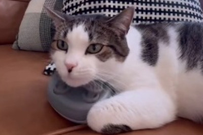 Hilarious Cat vs Bath Battle – You Won't Believe Your Eyes!