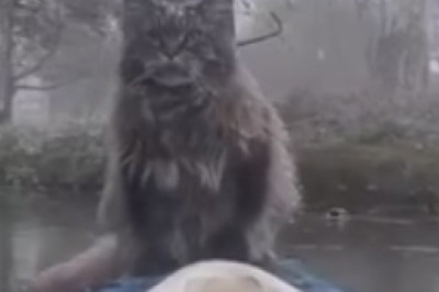 Hilarious Cat Will Stop at Nothing to Get its Paws on the Ultimate Culinary Delight!