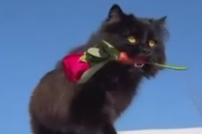 Hilarious Chaos Ensues as This Mischievous Cat Embarks on a Messy Mission!