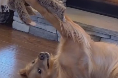 Hilarious Dog Sleep Fail - This Video Will Make Your Day!