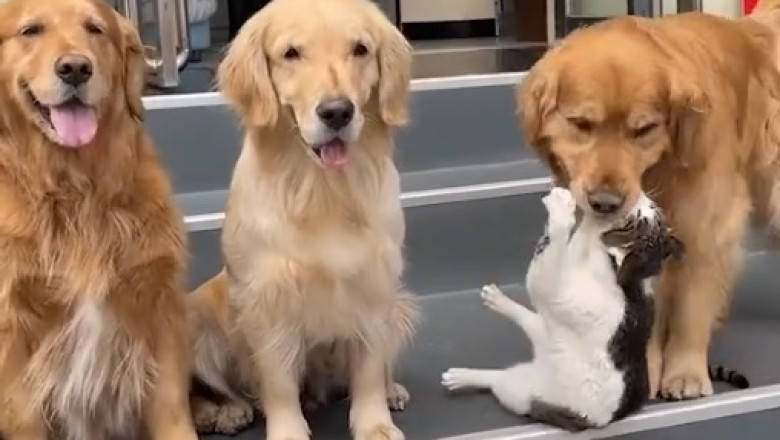 Hilarious Encounter: Watch This Dog's Hilarious Reaction When Confronted by a Statue!