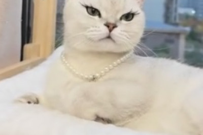 [Must-Watch] Side-Splitting Funny Pets Compilation - Prepare to ROFL!