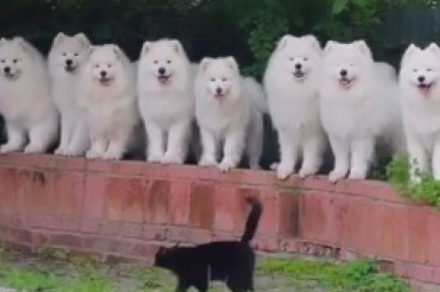 Pawsitively Adorable Dogs Take a Dive: Hilarious Hounds Go Swimming in the Valley!