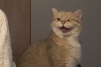 Prepare to be Charmed: Adorable Cat Astonishes with Its Cuteness in this Viral Video!