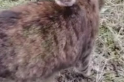 Pure Delight: Watch this Lovely Cat Bring Peace and Laughter into Your Life!