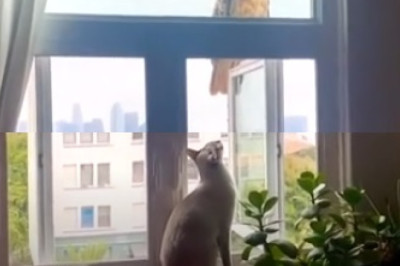 Purr-fessor Whiskers: Cat Takes on the Quantum World!