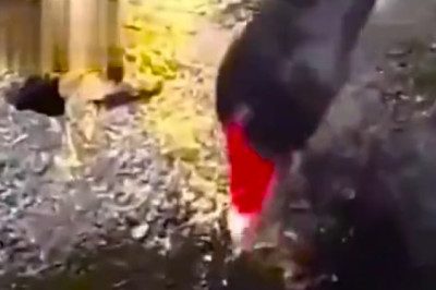 Ridiculously Silly Pets: Prepare to Burst with Laughter!