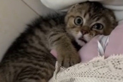 Simply Meow-some! The Hilarious Antics of this Gorgeous Cat Will Make You LOL!