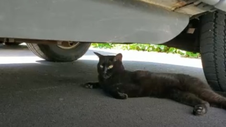 Stubborn Cat Refuses to Leave Car, Hilarity Ensues!