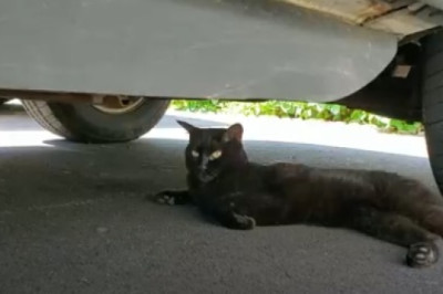 Stubborn Cat Refuses to Leave Car, Hilarity Ensues!