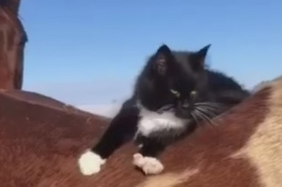 The Epic Escape: Cat vs Shower Showdown Will Leave You in Stitches!