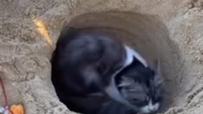 The Hilarious Cat-Nap Chronicles: Watch as this Adorable Kitty Falls Asleep Mid-Meal!