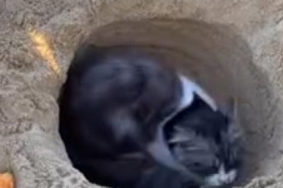 The Hilarious Cat-Nap Chronicles: Watch as this Adorable Kitty Falls Asleep Mid-Meal!