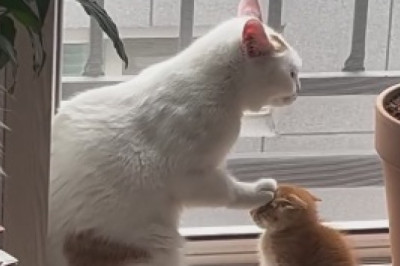 The Hilarious Mission of a Determined Cat - You Won't Believe What It Wants!