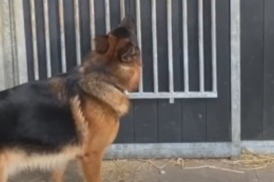 Tiny Dog with a Giant Personality Melts Hearts Everywhere!