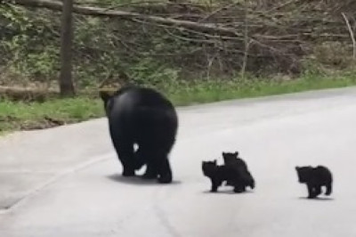 Un-BEAR-lievably Funny Mishap: Hilarious Moment as a Bear Accidentally Falls into the Zoo!