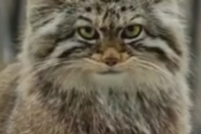 Unleash the Laughter! Watch This Wild Cat Turn Everyday Moments into Hilarious Adventures!