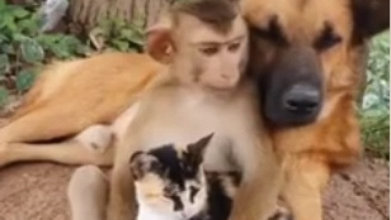 Unleash Your Inner Primate: Hilarious Monkey's Antics Will Leave You in Stitches!