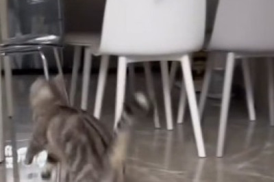 Watch as this Hilarious Cat Takes 'Catnapping' to a Whole New Level - Sleeping Standing Up!