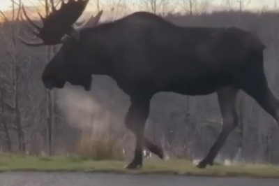 Watch Hilariously Awkward Moose Tango - Nature's Comedy at Its Finest!