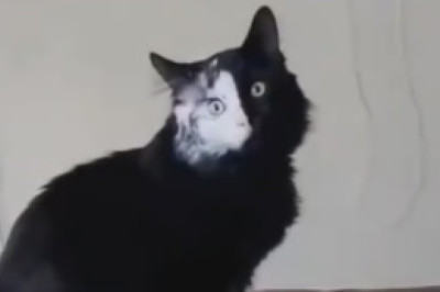 Watch the Adorable Shenanigans of This Beautiful Small Cat! (You Won't Stop Smiling!)