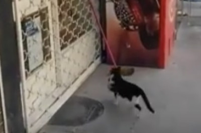 When Perfection Meets Cattitude: Hilarious Antics of a Gorgeous Cat that Will Leave You ROFL!