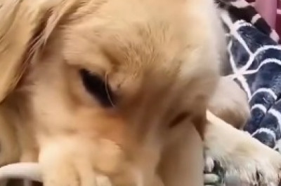 A Tale of Two Tails: The Hilarious Adventures of a Big and Small Dog Duo!