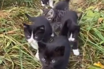 Adorable Chaos Unleashed: Watch This Hilarious Kitten Bring the Laughs!