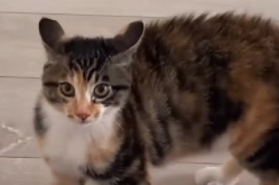 Adorable Overload: Cute and Funny Moments of Lovely Kittens that Melt Hearts!